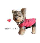 いつでも可愛い愛犬ROCKん（個別スタンプ：2）
