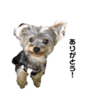 いつでも可愛い愛犬ROCKん（個別スタンプ：3）