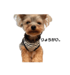 いつでも可愛い愛犬ROCKん（個別スタンプ：4）