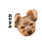 いつでも可愛い愛犬ROCKん（個別スタンプ：5）