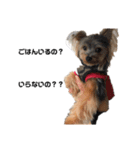 いつでも可愛い愛犬ROCKん（個別スタンプ：6）