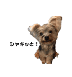 いつでも可愛い愛犬ROCKん（個別スタンプ：7）