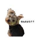 いつでも可愛い愛犬ROCKん（個別スタンプ：8）