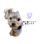 いつでも可愛い愛犬ROCKん（個別スタンプ：9）