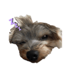 いつでも可愛い愛犬ROCKん（個別スタンプ：10）