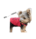 いつでも可愛い愛犬ROCKん（個別スタンプ：12）
