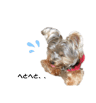 いつでも可愛い愛犬ROCKん（個別スタンプ：13）