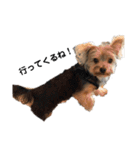 いつでも可愛い愛犬ROCKん（個別スタンプ：14）