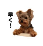 いつでも可愛い愛犬ROCKん（個別スタンプ：15）