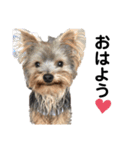 いつでも可愛い愛犬ROCKん（個別スタンプ：16）