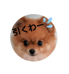 ポメりおちゃんのこんな日もあるよね、、（個別スタンプ：1）