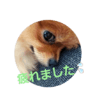 ポメりおちゃんのこんな日もあるよね、、（個別スタンプ：5）
