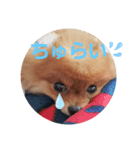 ポメりおちゃんのこんな日もあるよね、、（個別スタンプ：8）