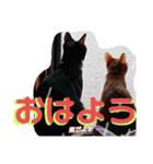 元保護猫 日常用 ちょいデカ文字（個別スタンプ：1）