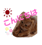 元保護猫 日常用 ちょいデカ文字（個別スタンプ：2）