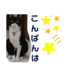 元保護猫 日常用 ちょいデカ文字（個別スタンプ：3）