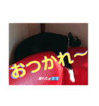 元保護猫 日常用 ちょいデカ文字（個別スタンプ：4）