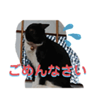 元保護猫 日常用 ちょいデカ文字（個別スタンプ：5）