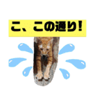 元保護猫 日常用 ちょいデカ文字（個別スタンプ：6）