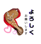 元保護猫 日常用 ちょいデカ文字（個別スタンプ：7）