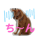 元保護猫 日常用 ちょいデカ文字（個別スタンプ：8）