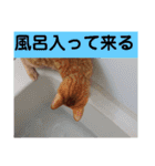 元保護猫 日常用 ちょいデカ文字（個別スタンプ：10）