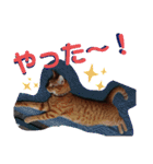 元保護猫 日常用 ちょいデカ文字（個別スタンプ：11）