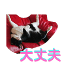 元保護猫 日常用 ちょいデカ文字（個別スタンプ：14）