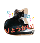 元保護猫 日常用 ちょいデカ文字（個別スタンプ：15）