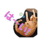 元保護猫 日常用 ちょいデカ文字（個別スタンプ：16）