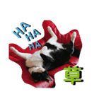 元保護猫 日常用 ちょいデカ文字（個別スタンプ：17）