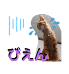 元保護猫 日常用 ちょいデカ文字（個別スタンプ：18）