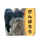 元保護猫 日常用 ちょいデカ文字（個別スタンプ：19）