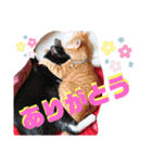 元保護猫 日常用 ちょいデカ文字（個別スタンプ：20）