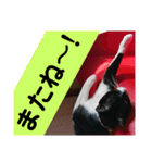 元保護猫 日常用 ちょいデカ文字（個別スタンプ：21）