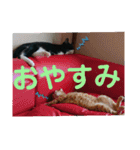 元保護猫 日常用 ちょいデカ文字（個別スタンプ：22）