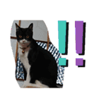 元保護猫 日常用 ちょいデカ文字（個別スタンプ：23）