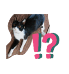 元保護猫 日常用 ちょいデカ文字（個別スタンプ：24）