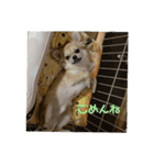 天心スタンプ3（個別スタンプ：3）
