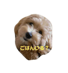 マルプー茶々丸1（個別スタンプ：7）