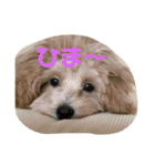 マルプー茶々丸1（個別スタンプ：9）