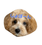 マルプー茶々丸1（個別スタンプ：10）