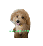 マルプー茶々丸1（個別スタンプ：14）