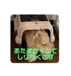 マルプー茶々丸1（個別スタンプ：16）