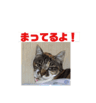 猫ちゃん亀ちゃんスタンプ（個別スタンプ：11）