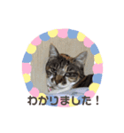 猫ちゃん亀ちゃんスタンプ（個別スタンプ：16）