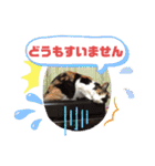 猫ちゃん亀ちゃんスタンプ（個別スタンプ：19）