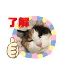 猫ちゃん亀ちゃんスタンプ（個別スタンプ：39）