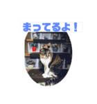 猫ちゃん亀ちゃんスタンプ（個別スタンプ：40）