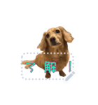 wonderful dog COCO 2（個別スタンプ：1）